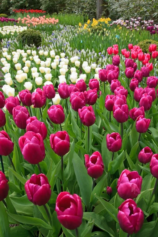 nature in the netherlands